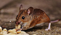 24 Hour & Emergency Exterminators in Pineola, NC